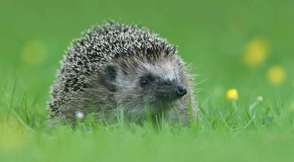 Egel